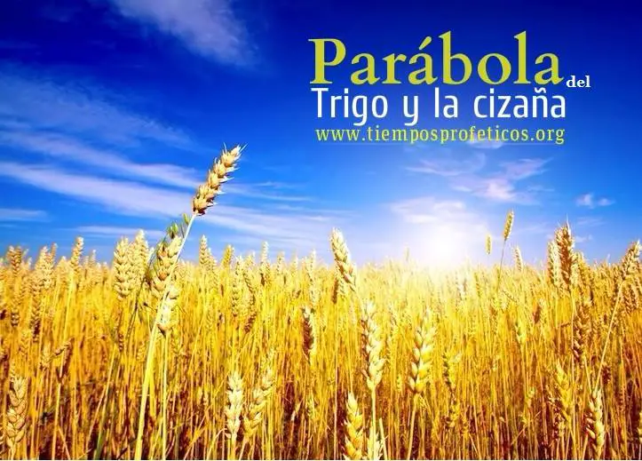 La Parábola Del Trigo Y La Cizaña | Cuentos Muy Cortos Para Niños